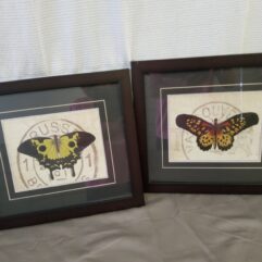 Butterfly Pictures