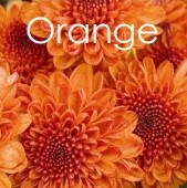 PRE-ORDER Fall Mums -Orange
