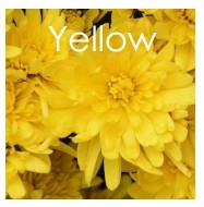 PRE-ORDER Fall Mums -Yellow