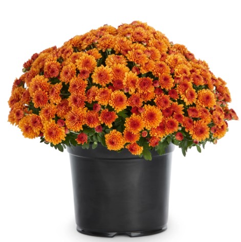 PRE-ORDER Fall Mums -Orange - Image 2