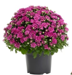 PRE-ORDER Fall Mums -Purple - Image 2