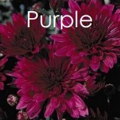 PRE-ORDER Fall Mums -Purple