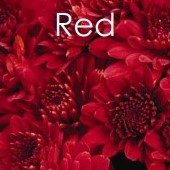 PRE-ORDER Fall Mums -RED