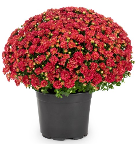 PRE-ORDER Fall Mums -RED - Image 2