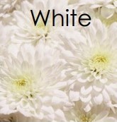 PRE-ORDER Fall Mums -White