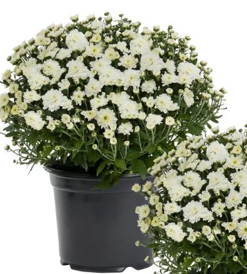 PRE-ORDER Fall Mums -White - Image 3