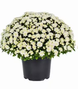 PRE-ORDER Fall Mums -White - Image 2