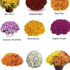 MUMS Pre Sale has Ended -You Can still Purchase at the Sale 09/06/2025