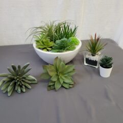 Suckling's Galore